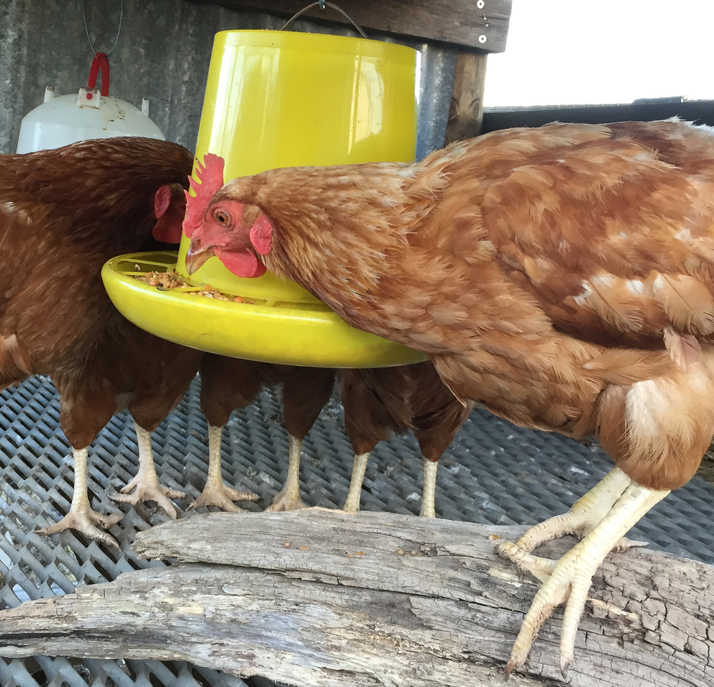 8 chooks