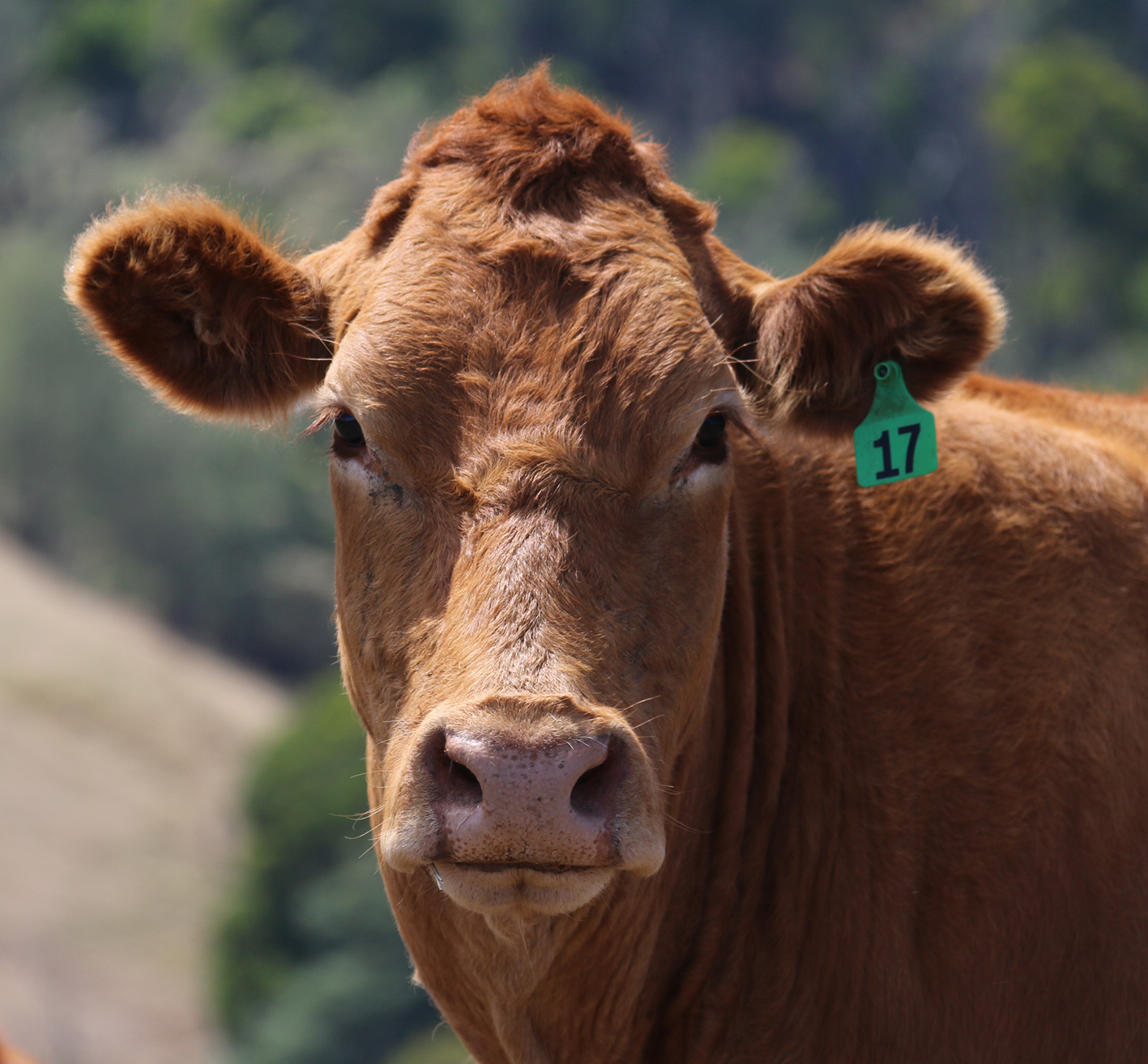 160 cows and calves