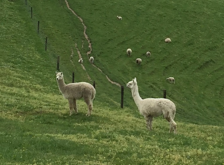 2 alpacas