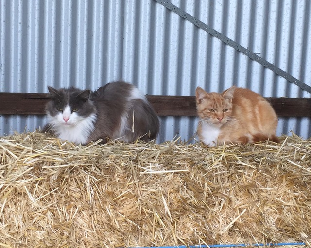 2 cats