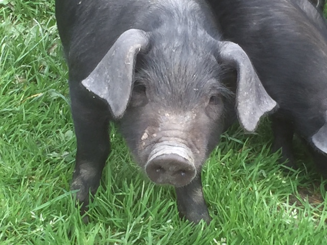 40 pigs