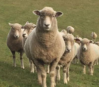 90 SHEEP